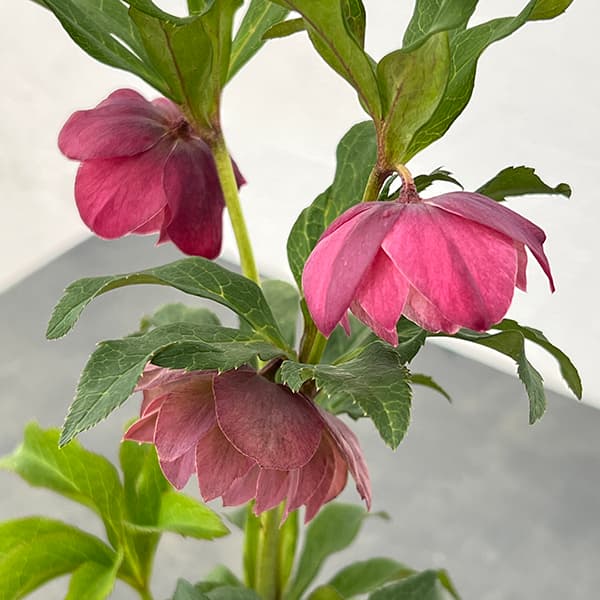 園芸ネット本店｜花郷園さんのクリスマスローズ：25-12ダブル しもふり