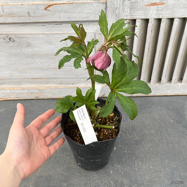 園芸ネット本店｜花郷園さんのクリスマスローズ：25-12ダブル しもふり