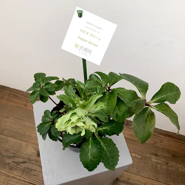 園芸ネット本店｜花郷園さんのクリスマスローズ：25-33パピエ グリーン