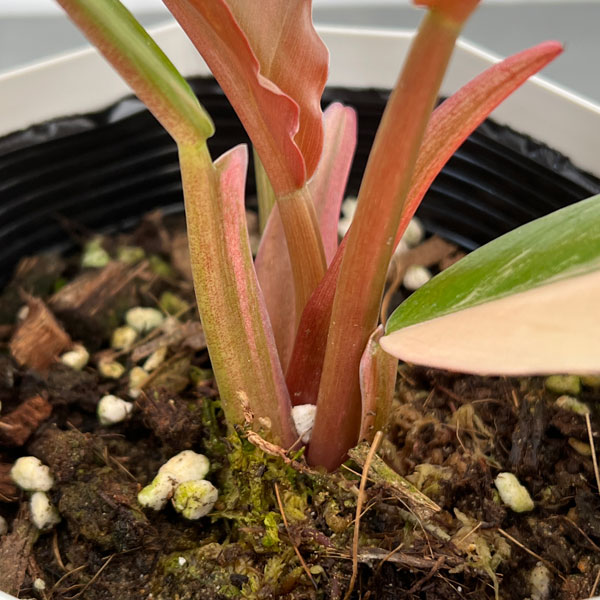 園芸ネット本店｜フィロデンドロン：キャラメルマーブル 斑入り 4号