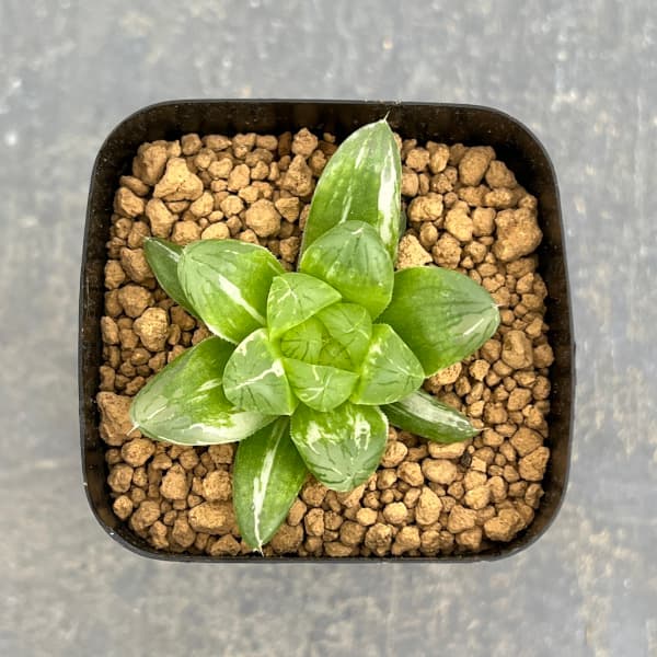 園芸ネット本店｜[ザ・ファームセレクト]ハオルチア：グリーン