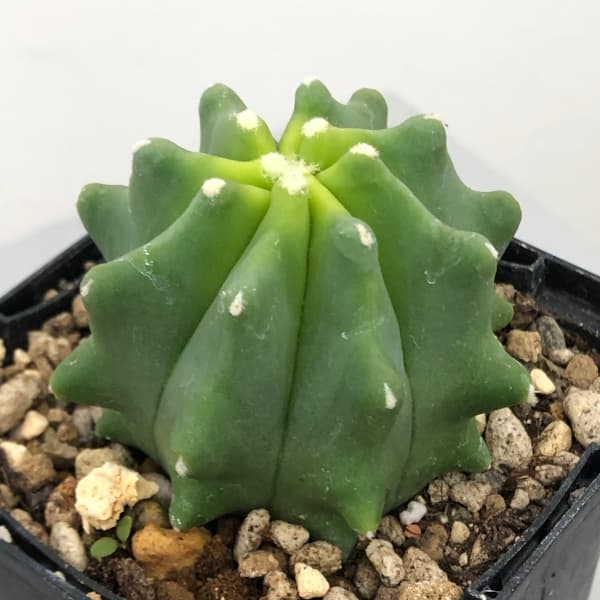 園芸ネット本店｜サボテン：フェロカクタス 王冠竜 2.5号鉢植え の通販