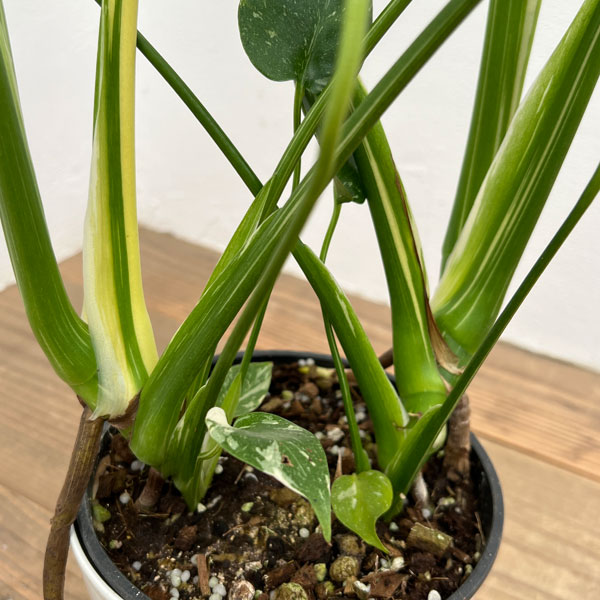 園芸ネット本店｜モンステラ：タイコンステレーション（散斑） 5号