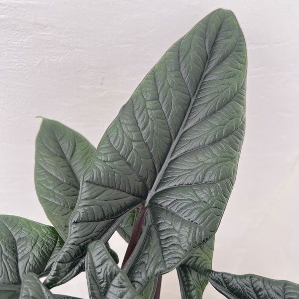 園芸ネット本店｜[26年4月下旬予約]アロカシア：スカルプラム 5号