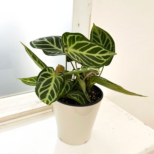 園芸ネット本店｜アンスリウム（原種）：クリスタリナム ホープ 5号