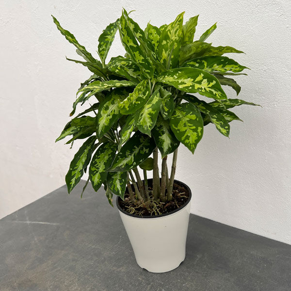 園芸ネット本店｜アグラオネマ：ピクタム 5号鉢植え の通販【公式】