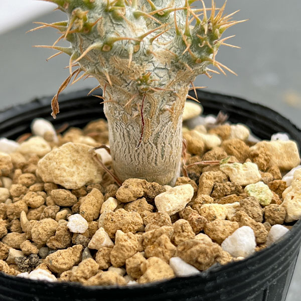 園芸ネット本店｜パキポディウム：グラキリス 実生苗 2.5号ポット の