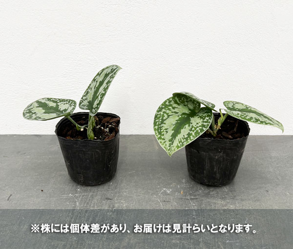 園芸ネット本店｜スキンダプサス：トリカラーシルバー 3号ポット の