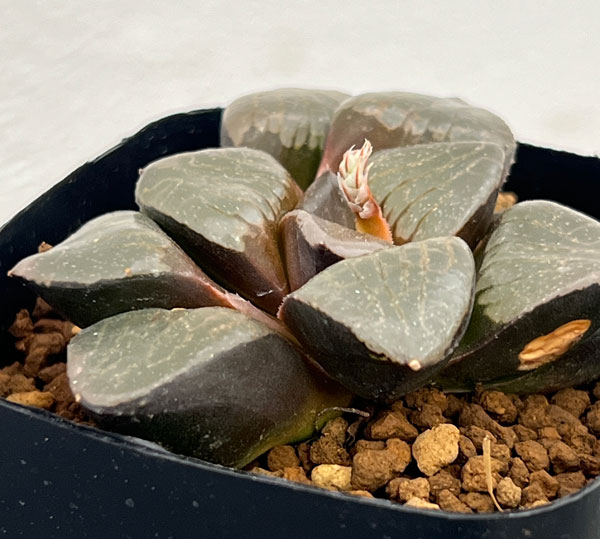 園芸ネット本店｜ハオルチア：トロピカルナイト（スプリング交配美種