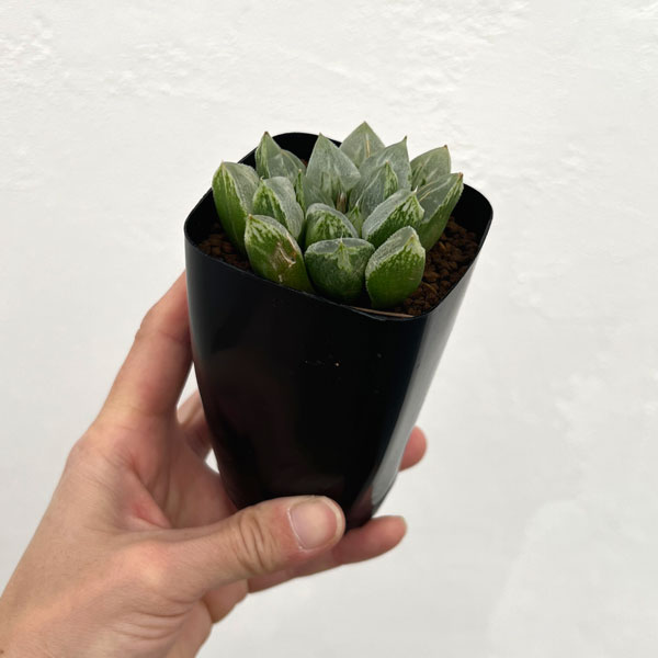 園芸ネット本店｜ハオルチア：ラブハート（ハート型の特白窓）2.5号