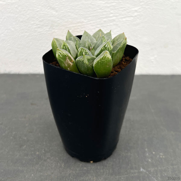 園芸ネット本店｜ハオルチア：ラブハート（ハート型の特白窓）2.5号