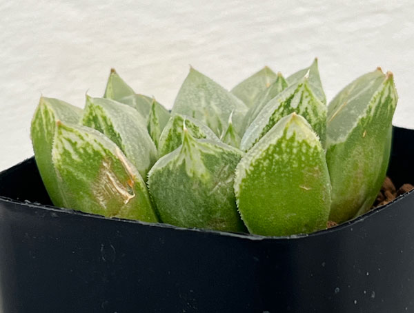 園芸ネット本店｜ハオルチア：ラブハート（ハート型の特白窓）2.5号