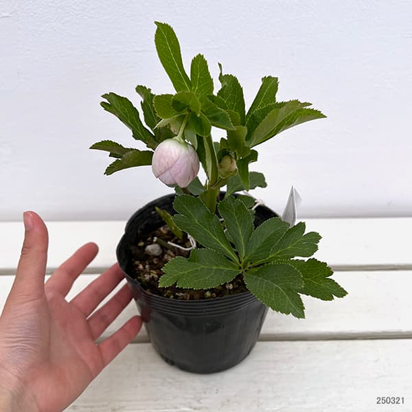 園芸ネット本店｜大和園さんのクリスマスローズ：25-16パステリッシュ