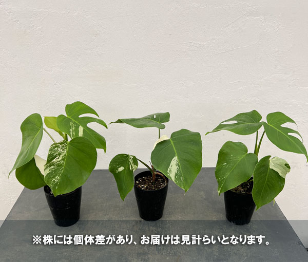 園芸ネット本店｜モンステラ：ちょっと斑入り（白斑・ホワイトタイガー