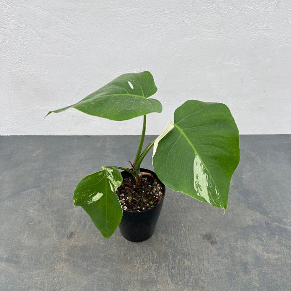 園芸ネット本店｜モンステラ：ちょっと斑入り（白斑・ホワイトタイガー