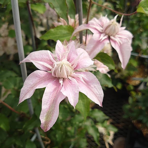 園芸ネット本店｜クレマチス：サクラノヨウセイ（咲良の妖精）3-3.5号