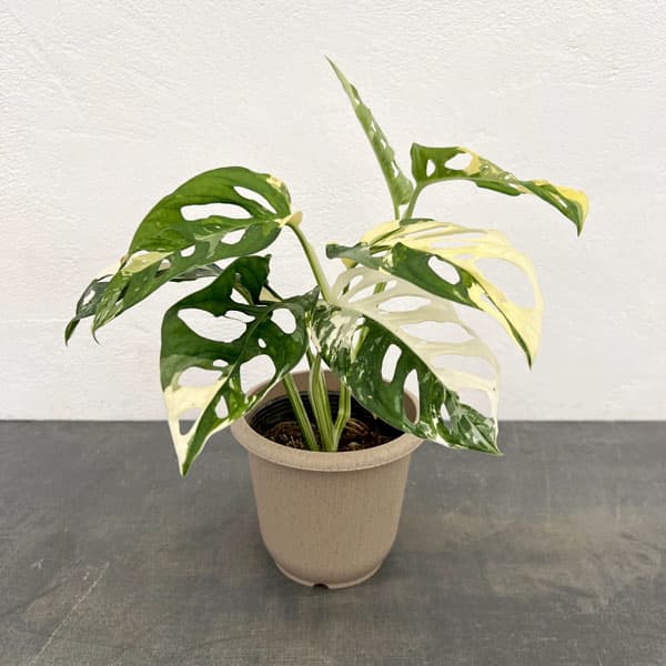 園芸ネット本店｜[ザ・ファームセレクト]マドカズラ：斑入り 4号25-09