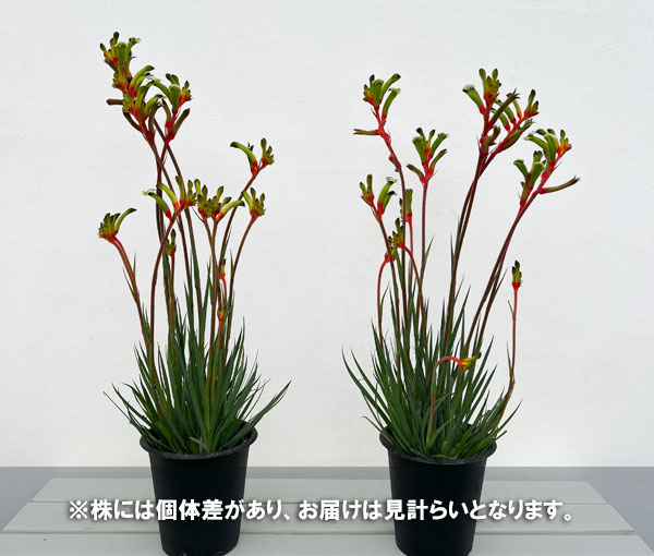 園芸ネット本店｜カンガルーポー：ジョーイシドニー（レッド＆グリーン