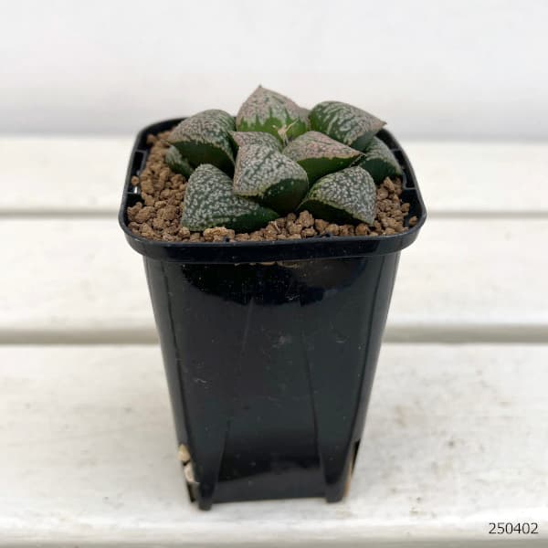 園芸ネット本店｜ハオルチア：小町×ゴールドピンク 2.5号スクエア鉢 の