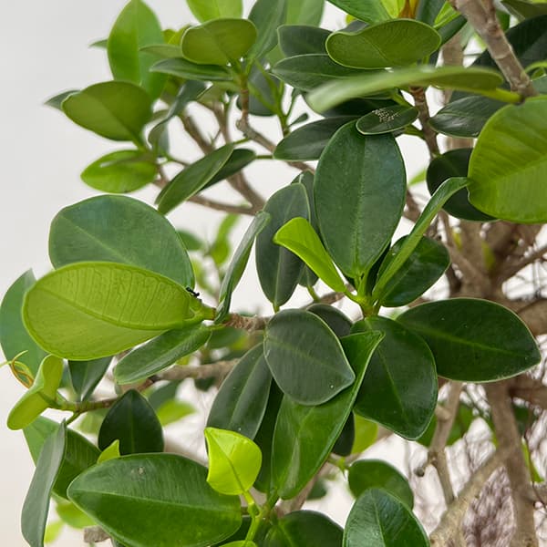 園芸ネット本店｜[送料無料]ガジュマル：センカクガジュマル 8号鉢植え