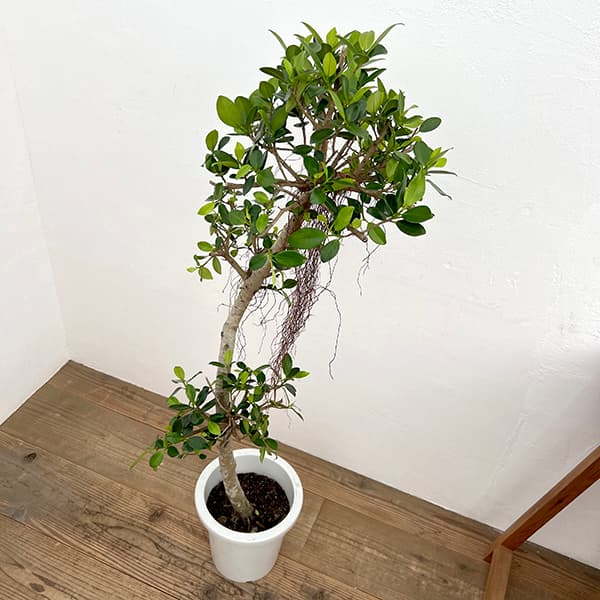 園芸ネット本店｜[送料無料]ガジュマル：センカクガジュマル 8号鉢植え