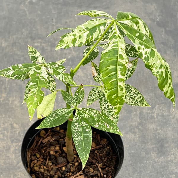 園芸ネット本店｜パキラ：ミルキーウェイ（実生株） 3.5号ポット の