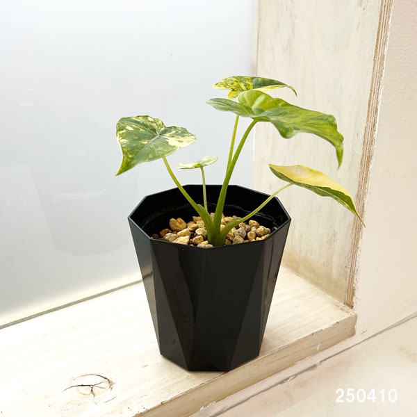 園芸ネット本店｜（わけあり特価）アロカシア：マクロリザ オーレア