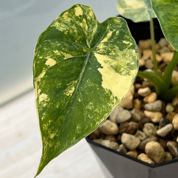 園芸ネット本店｜（わけあり特価）アロカシア：マクロリザ オーレア