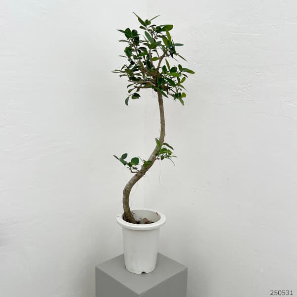 園芸ネット本店｜ガジュマル：センカクガジュマル 6号鉢植え** の通販