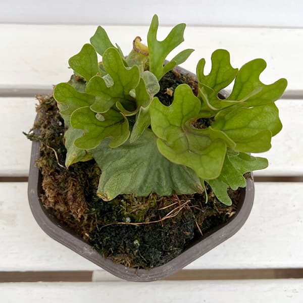 園芸ネット本店｜ビカクシダ（コウモリラン）：リドレイ 25-02 の通販