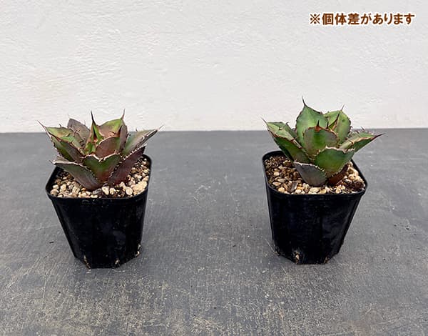 園芸ネット本店｜アガベ：チタノタ 雷王 3号ポット の通販【公式】