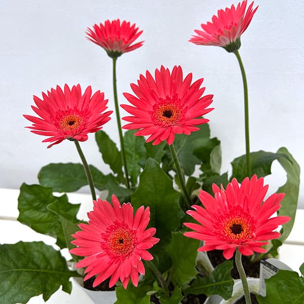 園芸ネット本店｜ガーデンガーベラ（ガルビネア）：サンシェイパー