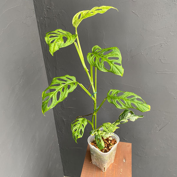 園芸ネット本店｜モンステラ：アダンソニー（マドカズラ）モットルド