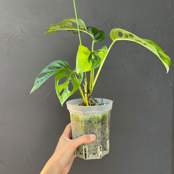 園芸ネット本店｜マドカズラ（黄色斑入） 4号ネガミエル×ねこチップ