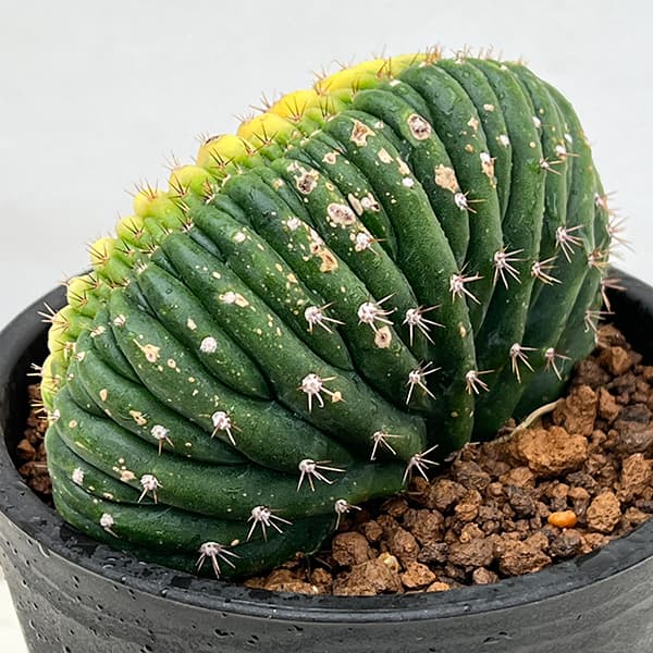 園芸ネット本店｜[ザ・ファームセレクト]トリコセレウス：パチャノイ