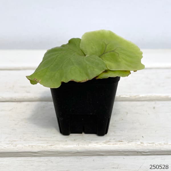 園芸ネット本店｜ビカクシダ（コウモリラン）：リドレイwide frond 2.5