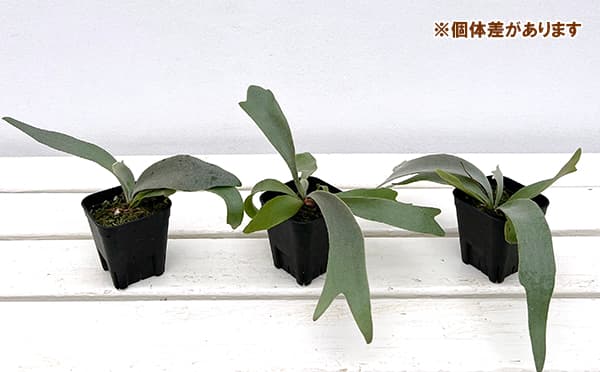 園芸ネット本店｜ビカクシダ（コウモリラン）：ウィリンキーイエロー