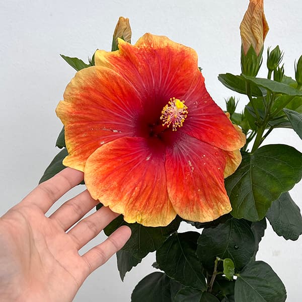 園芸ネット本店｜ハイビスカス（ニューロングライフ）：アポロビック 5