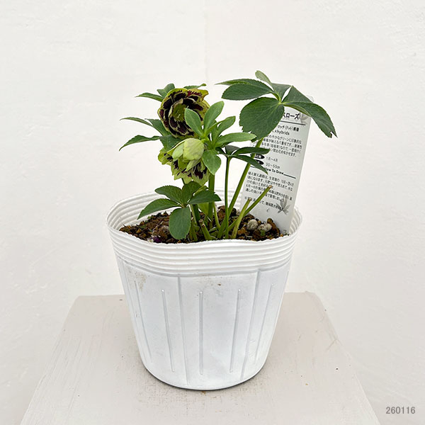 園芸ネット本店｜松村ナーセリーさんのクリスマスローズ：26-76ダブル