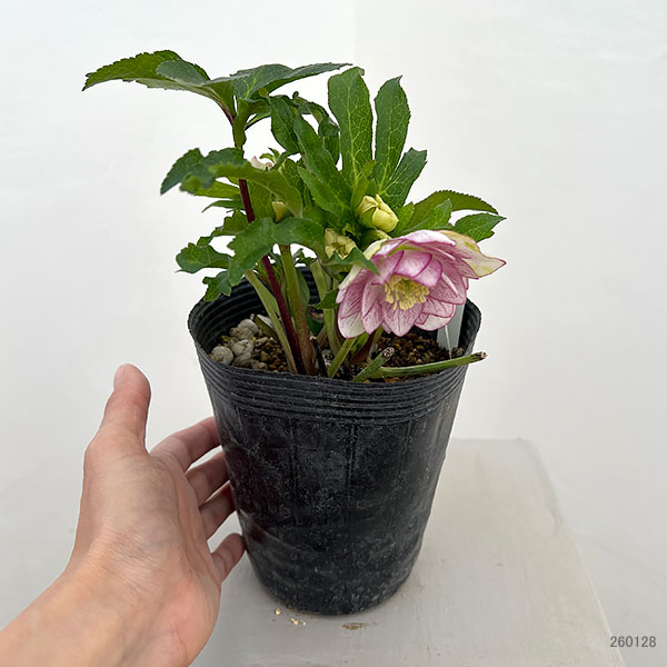 園芸ネット本店｜若泉ファームさんのクリスマスローズ：26-54ダブル4.5