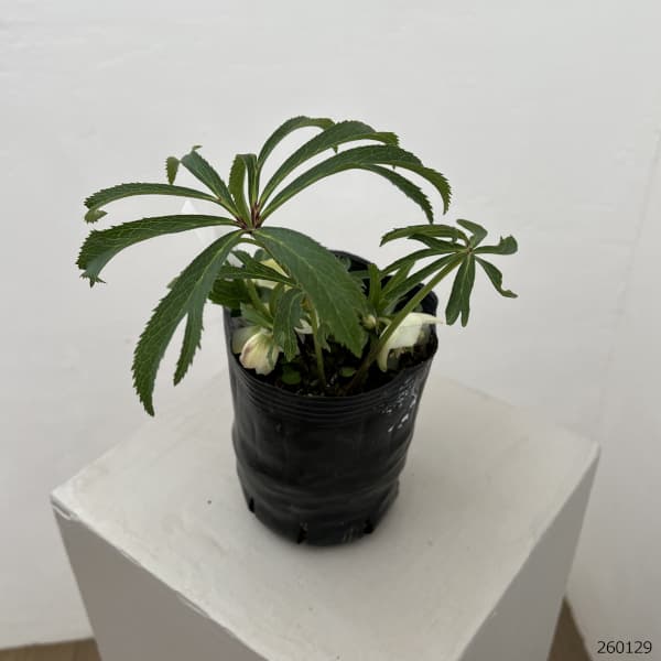 園芸ネット本店｜曽田園芸さんのクリスマスローズ：26-16姫小町