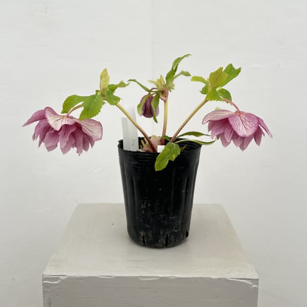 園芸ネット本店｜曽田園芸さんのクリスマスローズ：26-26金色冬牡丹4号