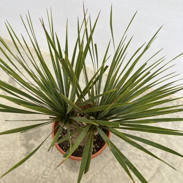 園芸ネット本店｜ユッカ：ロストラータ（2本立ち） 6号鉢植え の通販