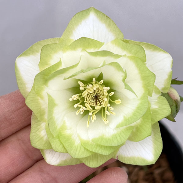 園芸ネット本店｜吉田園芸さんのクリスマスローズ：ピエラ26-02／4.5号