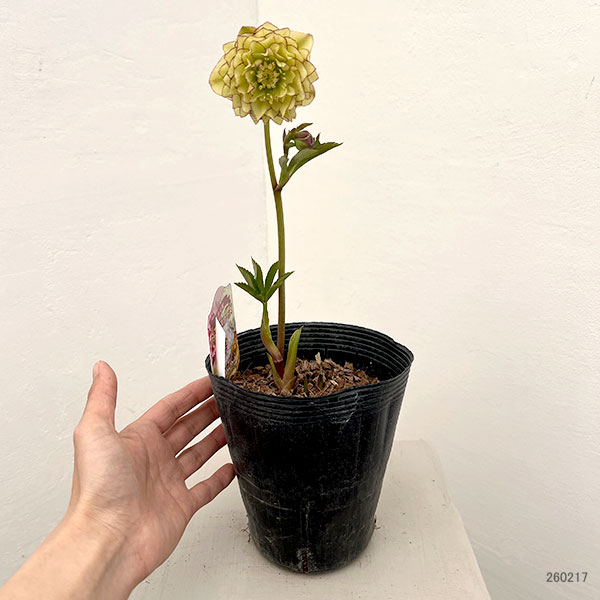 園芸ネット本店｜吉田園芸さんのクリスマスローズ：多弁交配26-06／4.5