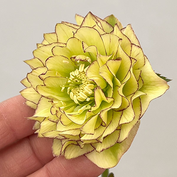 園芸ネット本店｜吉田園芸さんのクリスマスローズ：多弁交配26-06／4.5