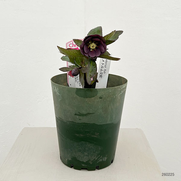 園芸ネット本店｜○クリスマスローズ（原種交配種）：デュメトルム交配