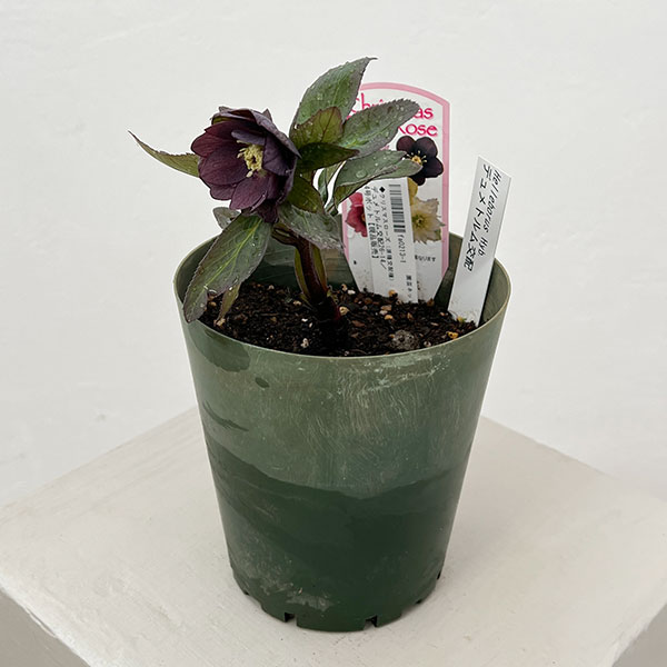 園芸ネット本店｜○クリスマスローズ（原種交配種）：デュメトルム交配