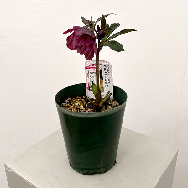 園芸ネット本店｜○クリスマスローズ（原種交配種）：デュメトルム交配