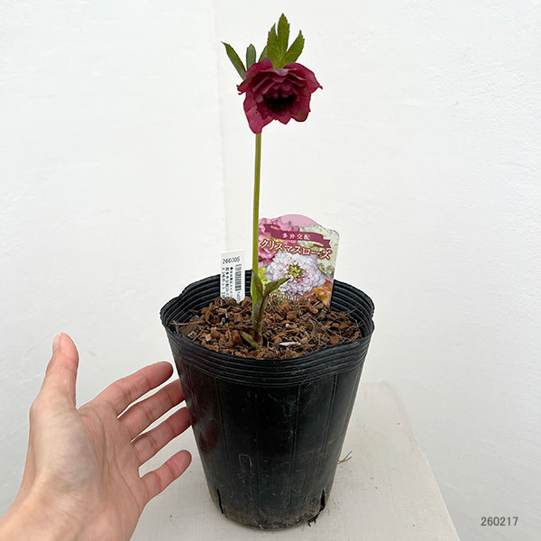 園芸ネット本店｜吉田園芸さんのクリスマスローズ：超多弁交配26-03